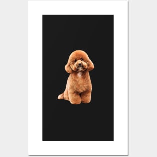 Toy Poodle Gorgeous Mini Dog Teddy Posters and Art